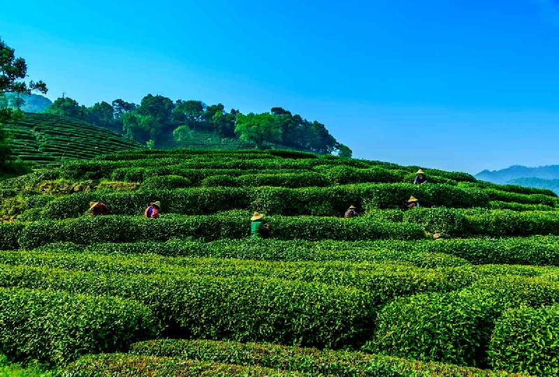 Visit Darjeeling and Gangtok