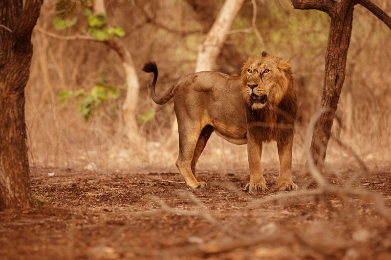 Gir National Park, Gujarat