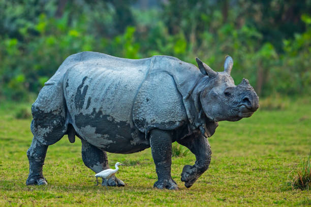 Kaziranga wildlife tour