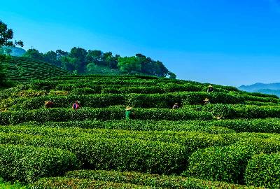 Visit Darjeeling and Gangtok