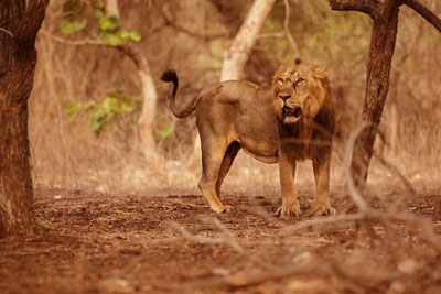 Gir National Park, Gujarat