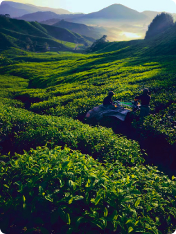 Darjeeling, Sikkim & Gangtok