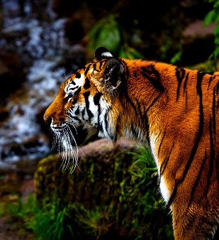 Journey-into-the-Green-Maze-Discovering-the-Sundarbans
